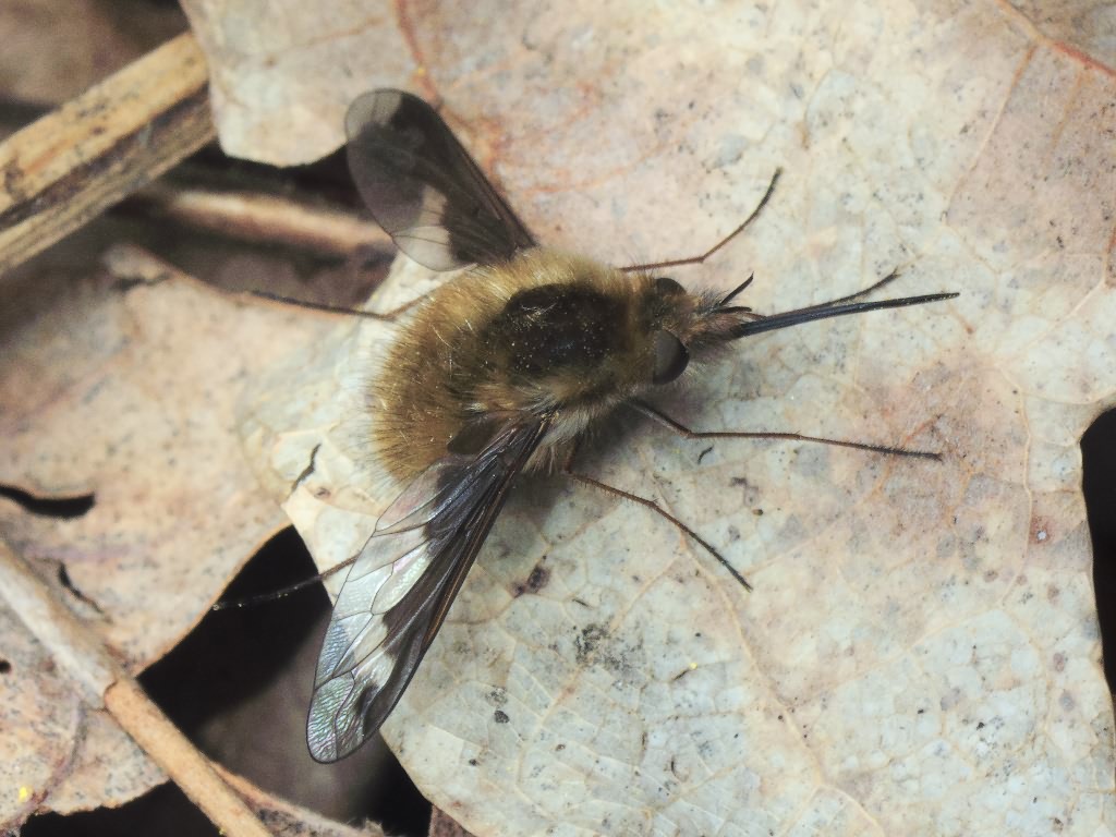 Bombylius major Linnaeus, 1758